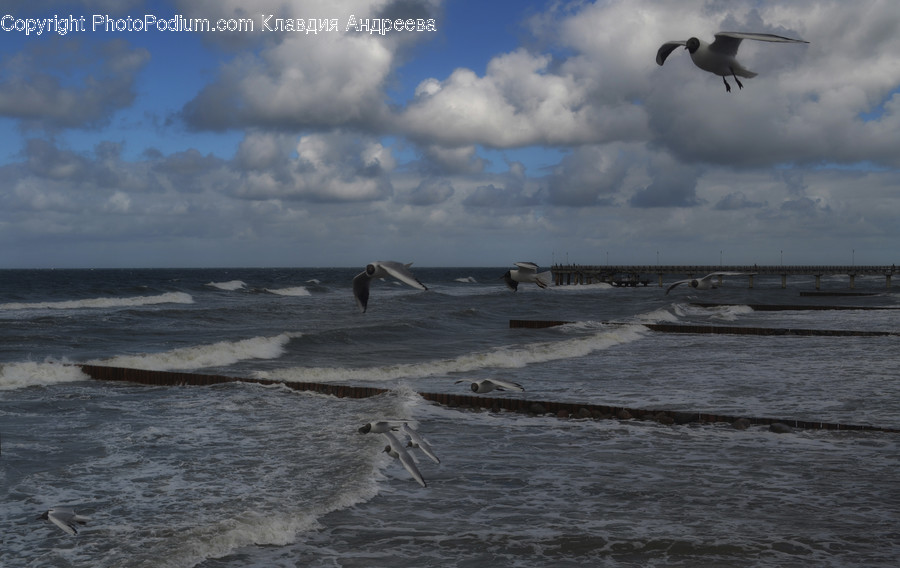 Animal, Bird, Seagull, Albatross, Beach
