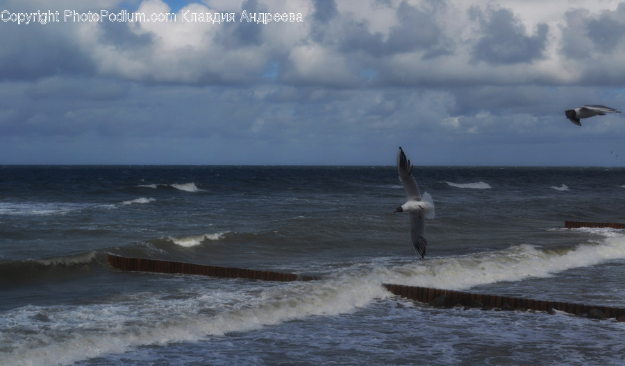 Animal, Bird, Seagull, Nature, Ocean