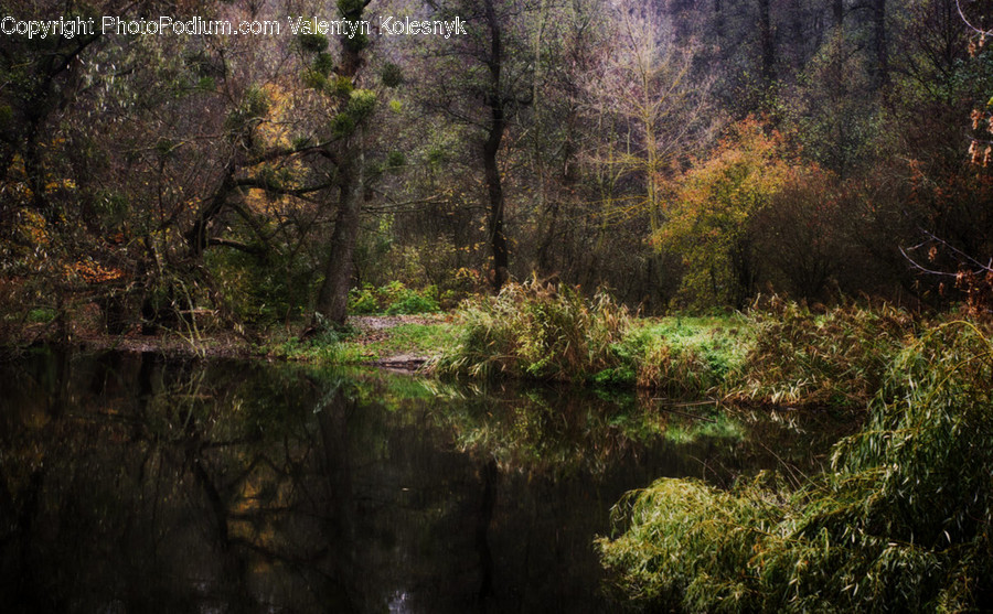 Flora, Forest, Land, Nature, Outdoors
