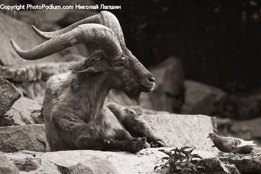 Bird, Pigeon, Dove, Animal, Buffalo, Bull, Mammal