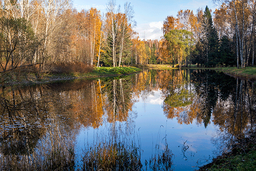 Outdoors, Pond, Water, Flora, Grass