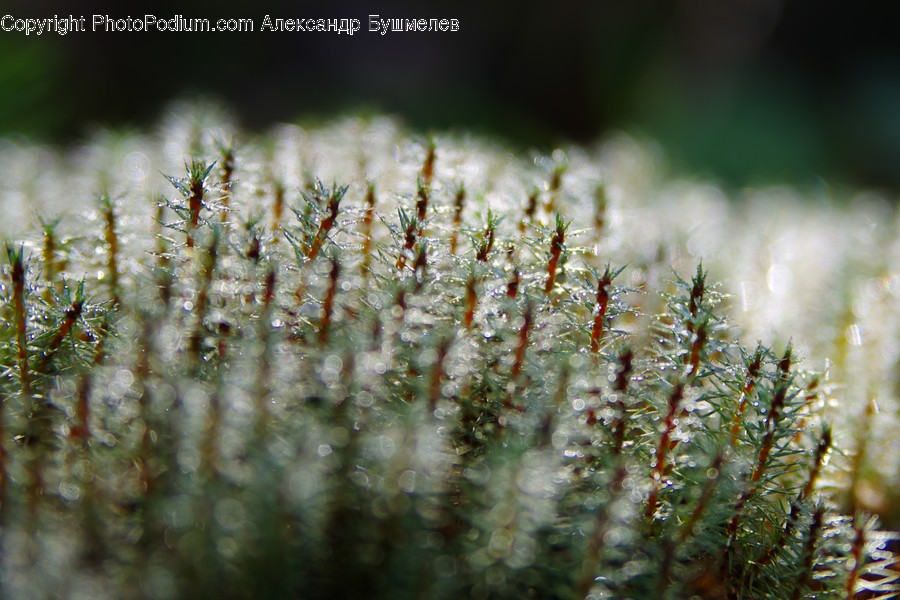 Field, Grass, Grassland, Plant, Conifer