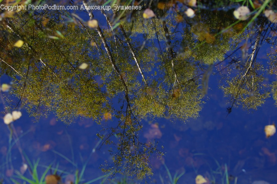 Birch, Flora, Plant, Tree, Land