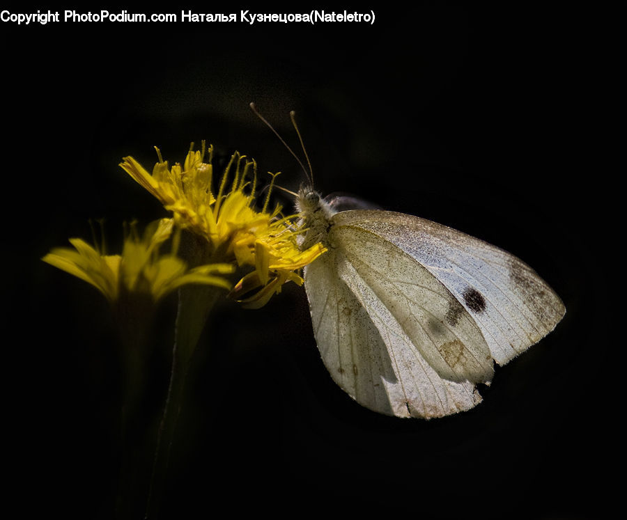 Butterfly, Insect, Invertebrate, Asteraceae, Blossom, Flora, Flower