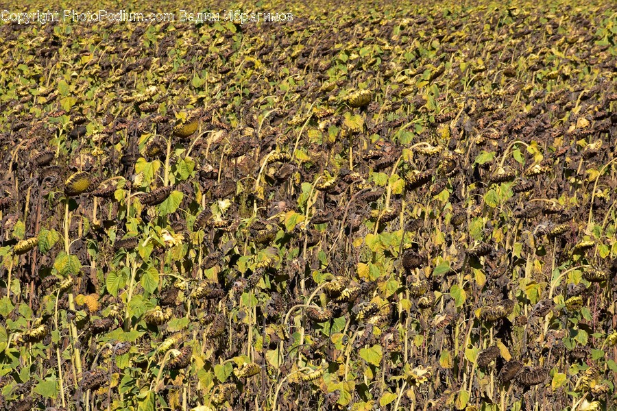 Field, Soil, Flora, Plant, Ground