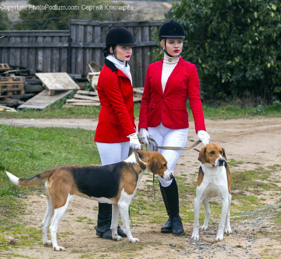Human, People, Person, Animal, Beagle
