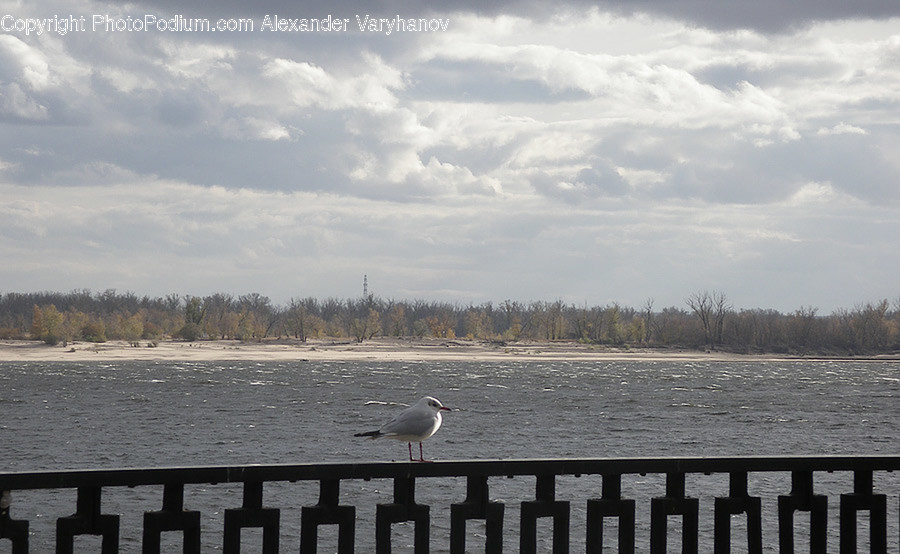 Animal, Bird, Seagull, Banister, Handrail