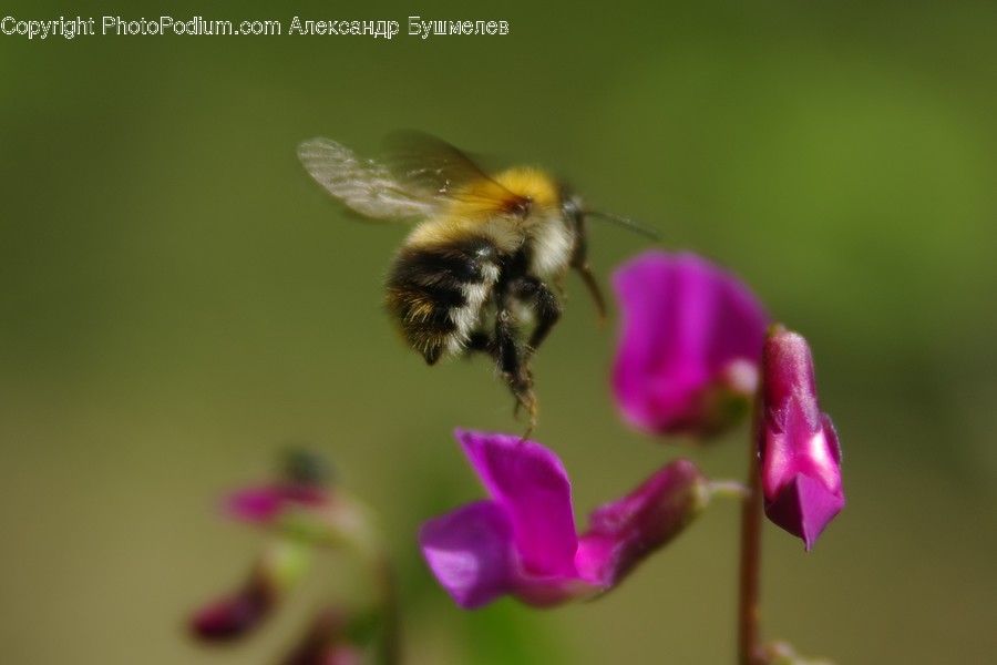 Animal, Bee, Insect, Invertebrate, Apidae
