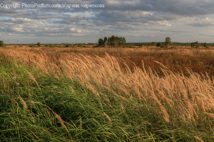 Flora, Grass, Plant, Field, Grassland