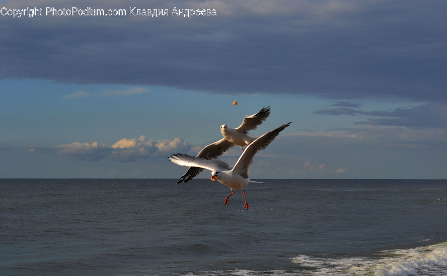 Animal, Bird, Seagull, Pelican, Booby