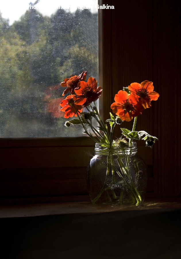 Plant, Potted Plant, Blossom, Flora, Flower, Geranium, Jar