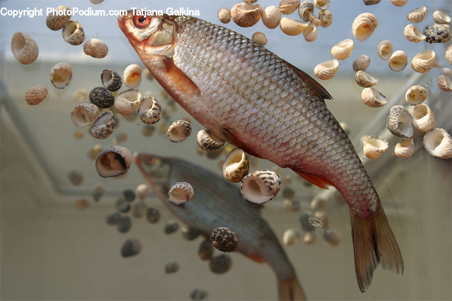 Carp, Fish, Sea Life, Agaric, Mushroom, Plant, Clam