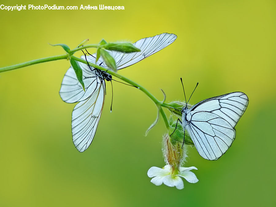 Butterfly, Insect, Invertebrate, Anisoptera, Dragonfly, Plant, Blossom