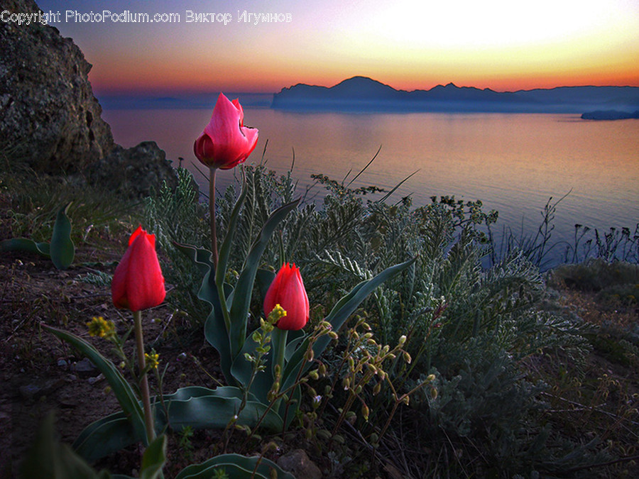 Blossom, Flora, Flower, Plant, Tulip