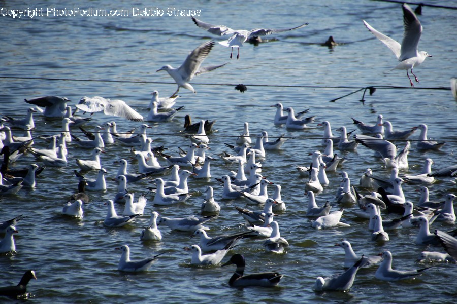 Animal, Bird, Seagull, Goose, Waterfowl