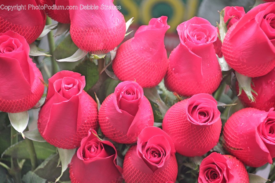 Blossom, Flora, Flower, Plant, Rose