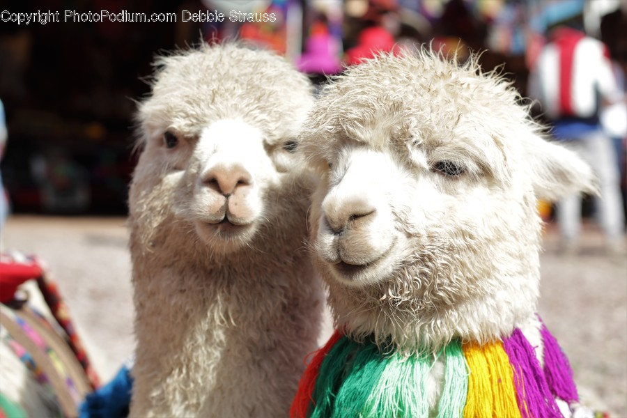 Alpaca, Animal, Llama, Mammal, Accessories