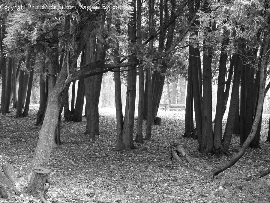 Forest, Grove, Land, Vegetation, Fir