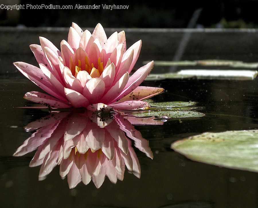 Blossom, Flora, Flower, Lily, Plant