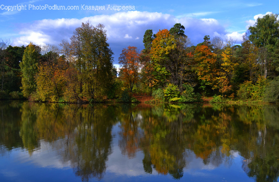 Conifer, Flora, Plant, Tree, Lake