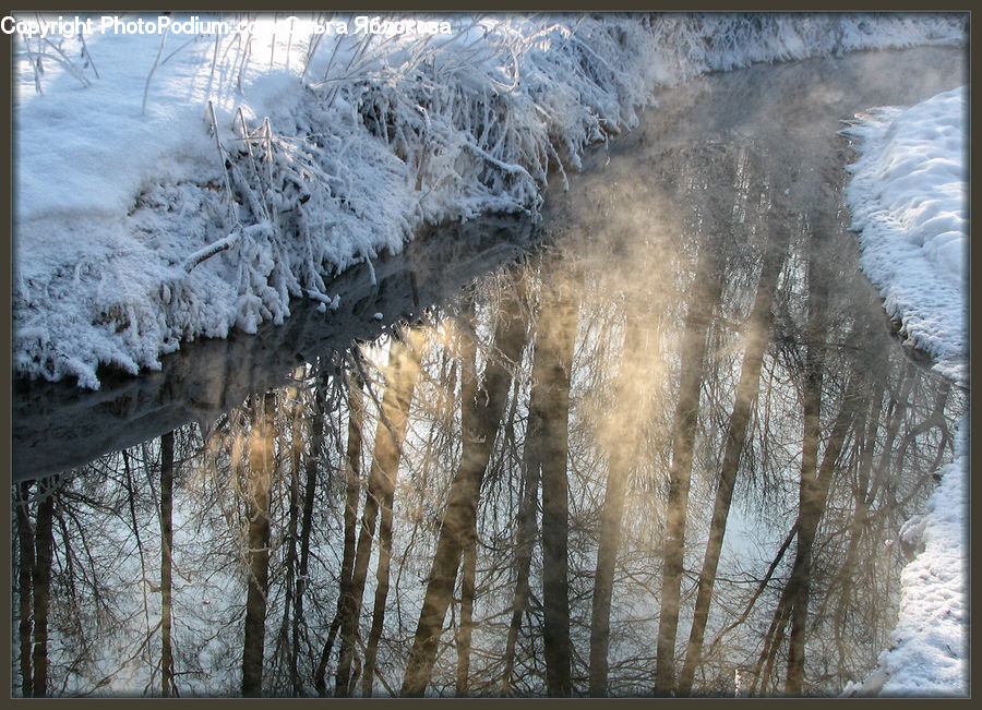 Frost, Ice, Outdoors, Snow, Plant, Tree, Willow