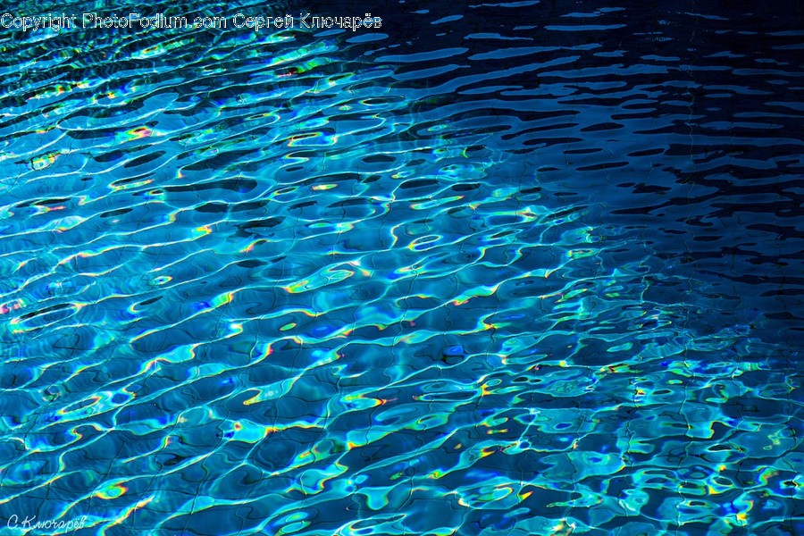 Animal, Fish, Water