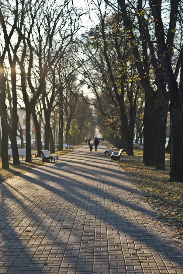 Flora, Plant, Tree, Campus, Forest