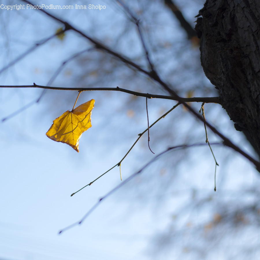 Veins, Flora, Leaf, Maple Leaf, Plant