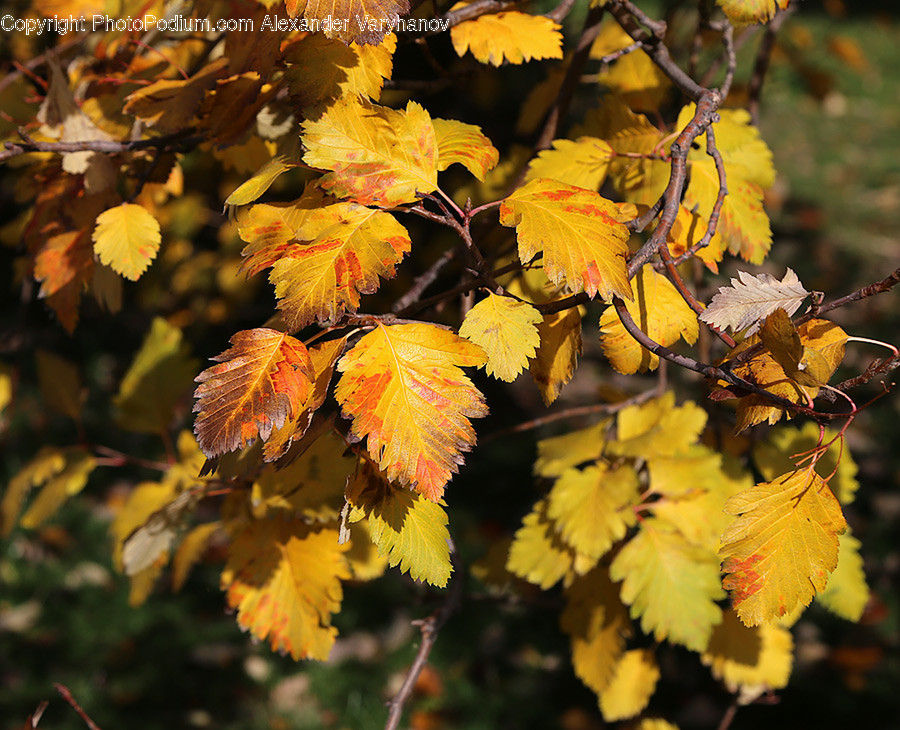 Blossom, Flora, Flower, Plant, Oak