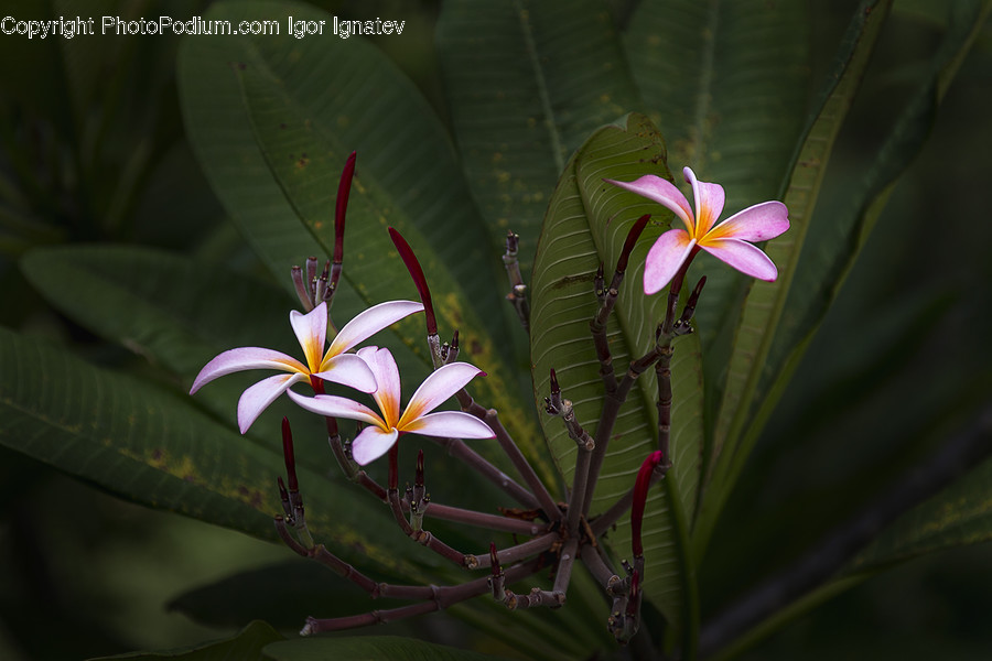 Blossom, Crocus, Flora, Flower, Plant