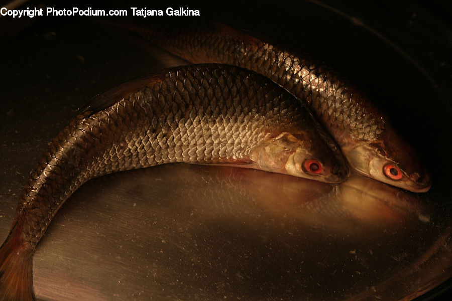 Eel, Fish, Sea Life