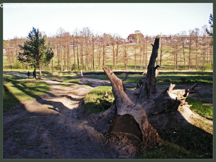 Tree Stump, Tree Trunk, Oak, Tree, Wood, Plant, Forest