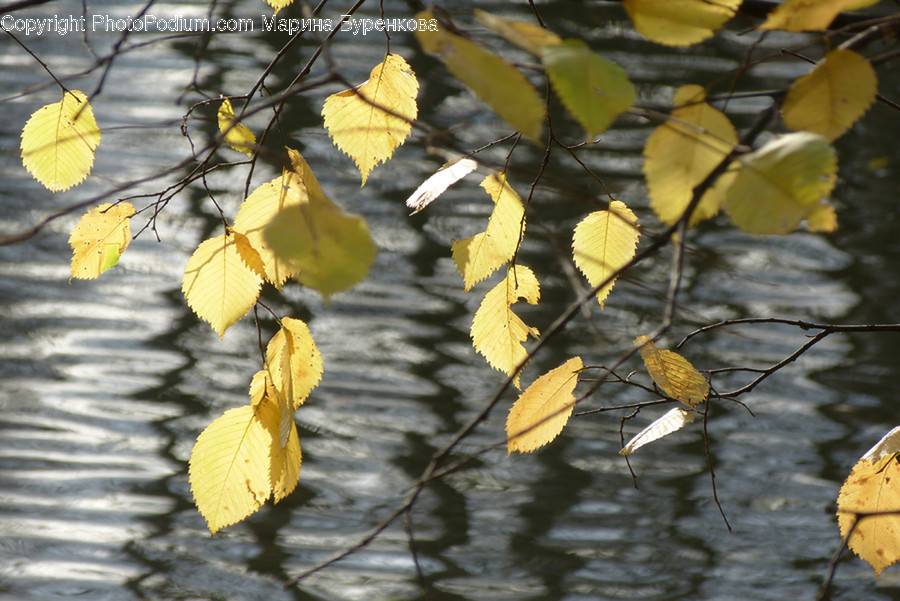 Veins, Birch, Flora, Plant, Tree