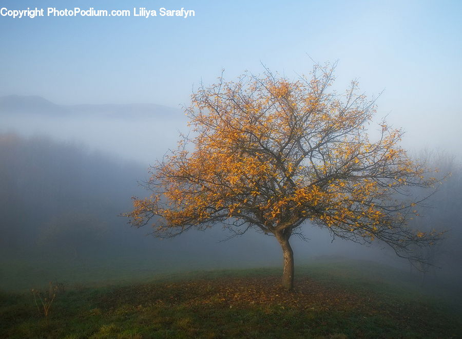 Fog, Dawn, Dusk, Sky, Sunrise, Sunset, Mist