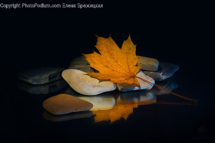 Flora, Leaf, Maple Leaf, Plant, Blossom