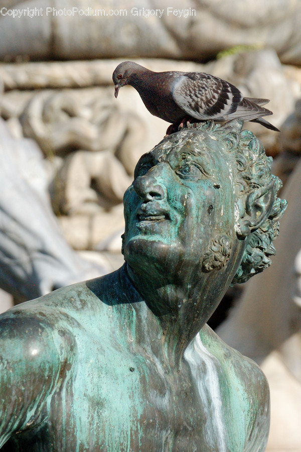 Animal, Bird, Pigeon, Dove, Carnival