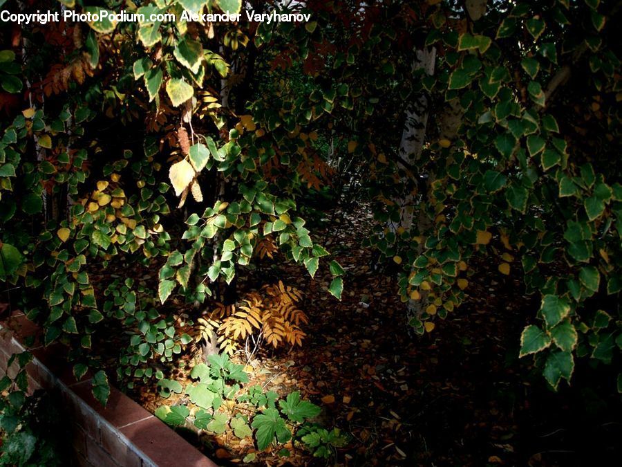 Ivy, Plant, Vine, Leaf, Oak, Sycamore, Tree