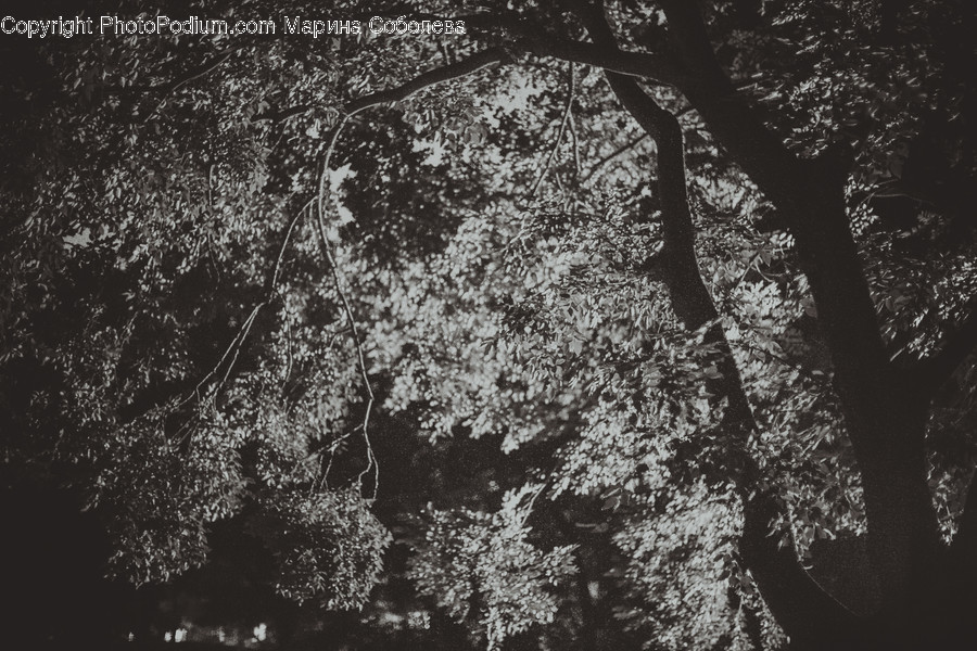 Flora, Plant, Tree, Forest, Land
