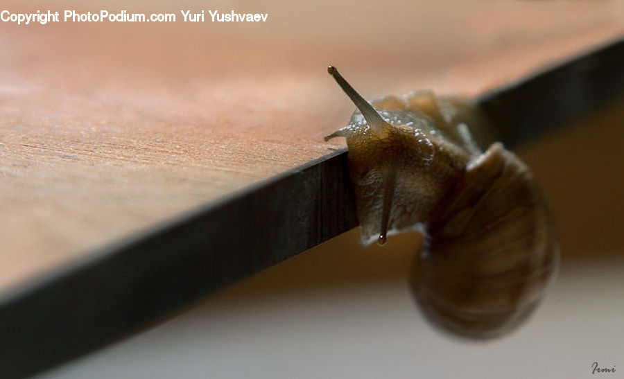 Invertebrate, Snail