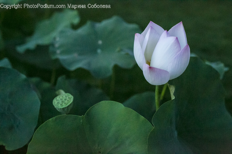 Blossom, Flora, Flower, Plant, Tulip
