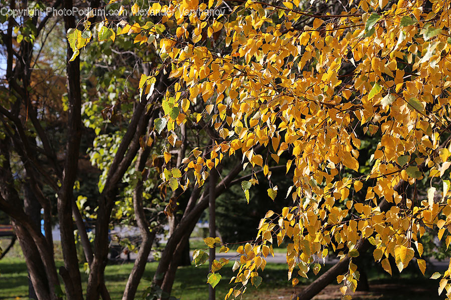 Bench, Flora, Plant, Birch, Tree