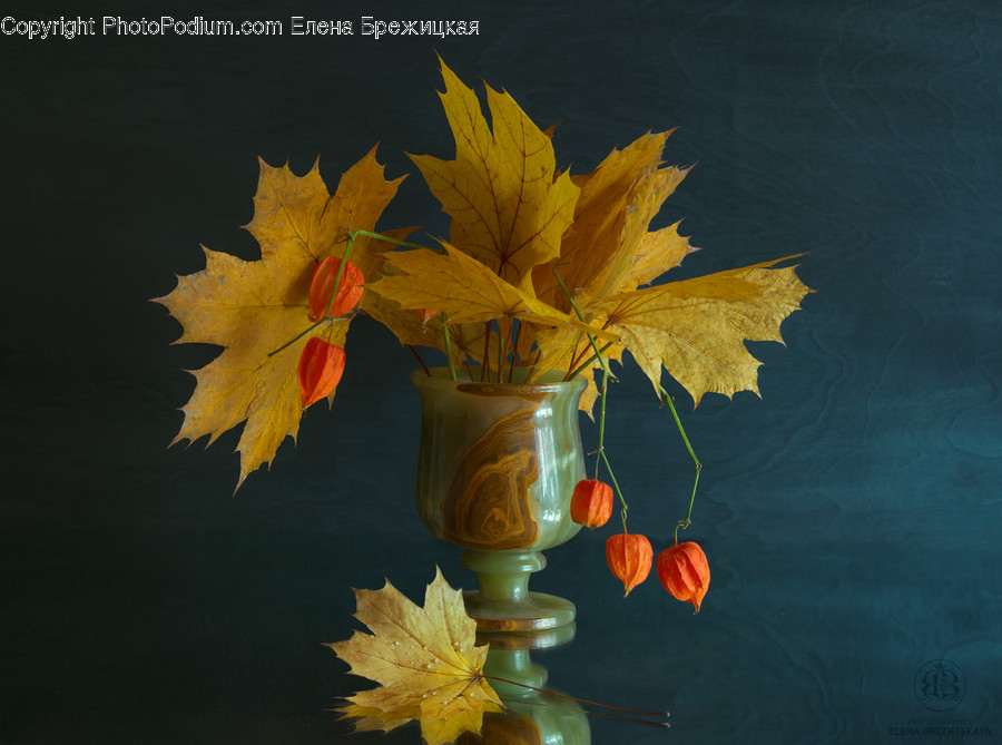 Flora, Leaf, Maple Leaf, Plant, Glass