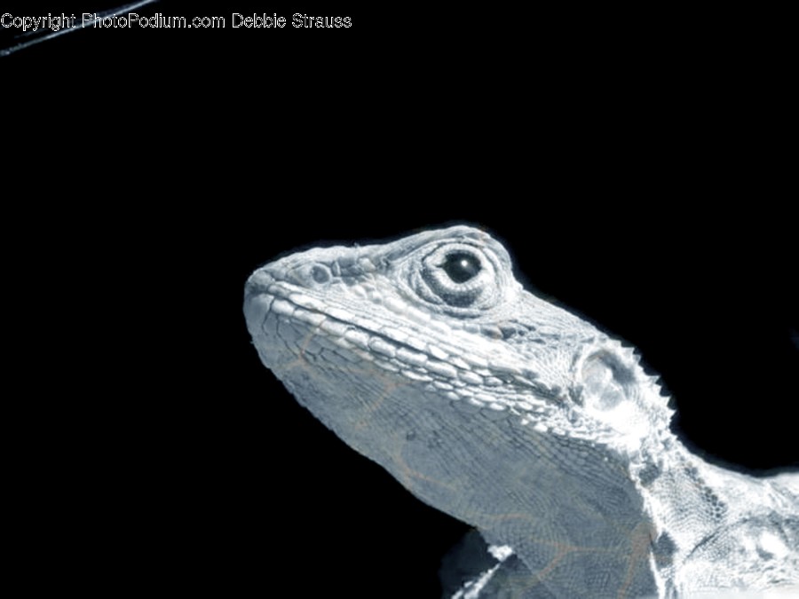 Animal, Iguana, Lizard, Reptile, Amphibian