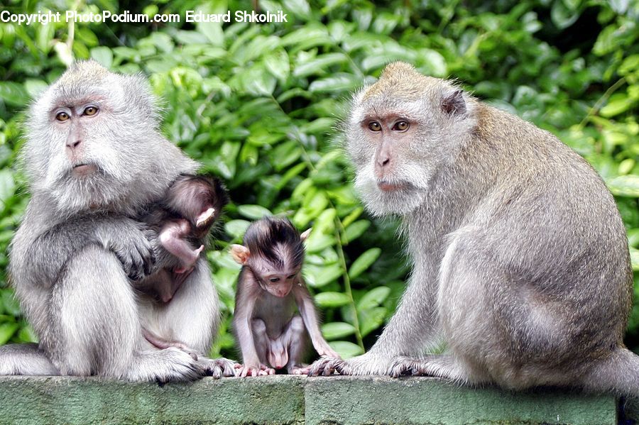 Animal, Baboon, Mammal, Monkey, People, Person, Human