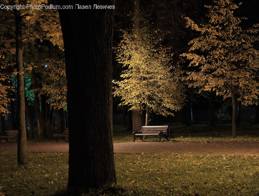 Bench, Flora, Plant, Tree, Conifer