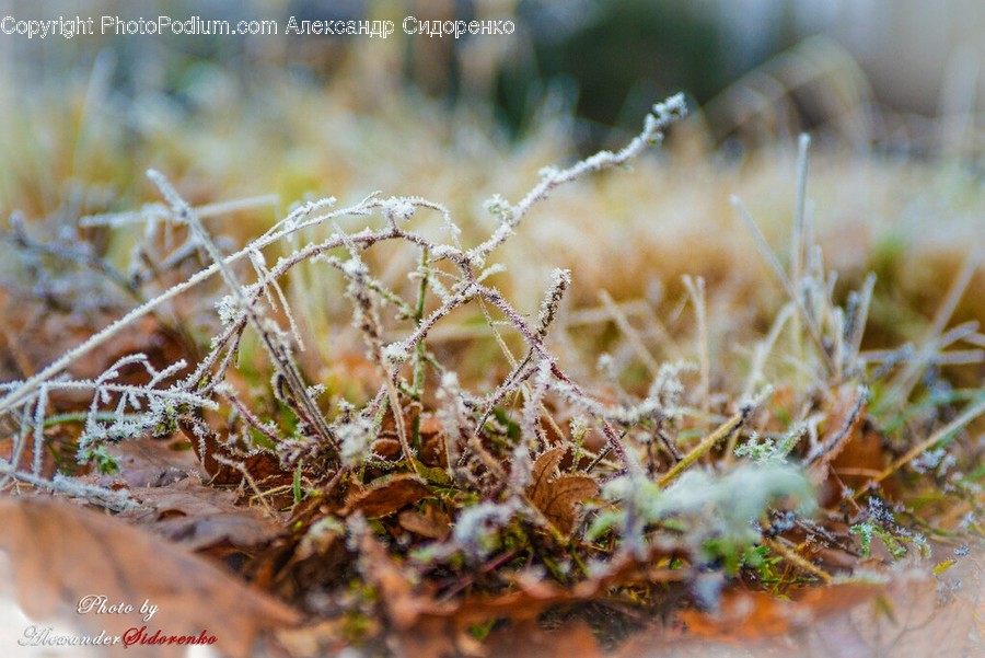 Flora, Moss, Plant, Frost, Ice