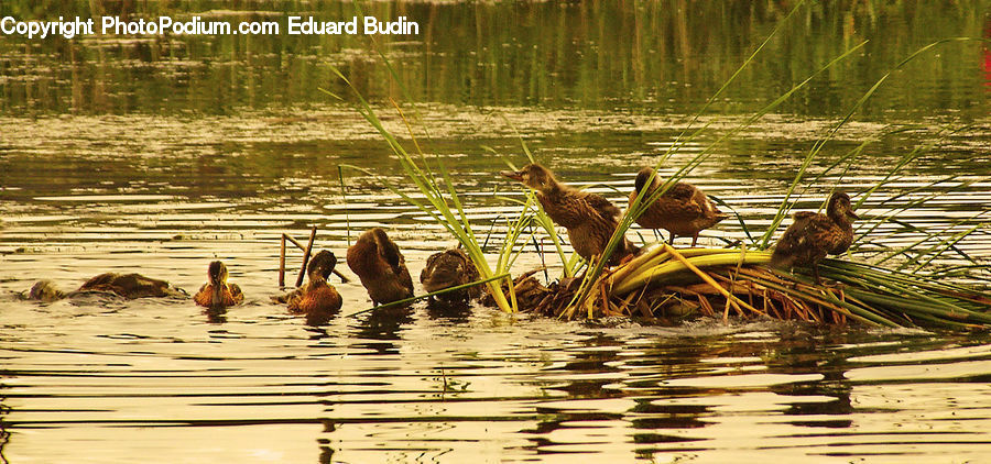 Bird, Land, Marsh, Outdoors, Swamp, Water, Ardeidae