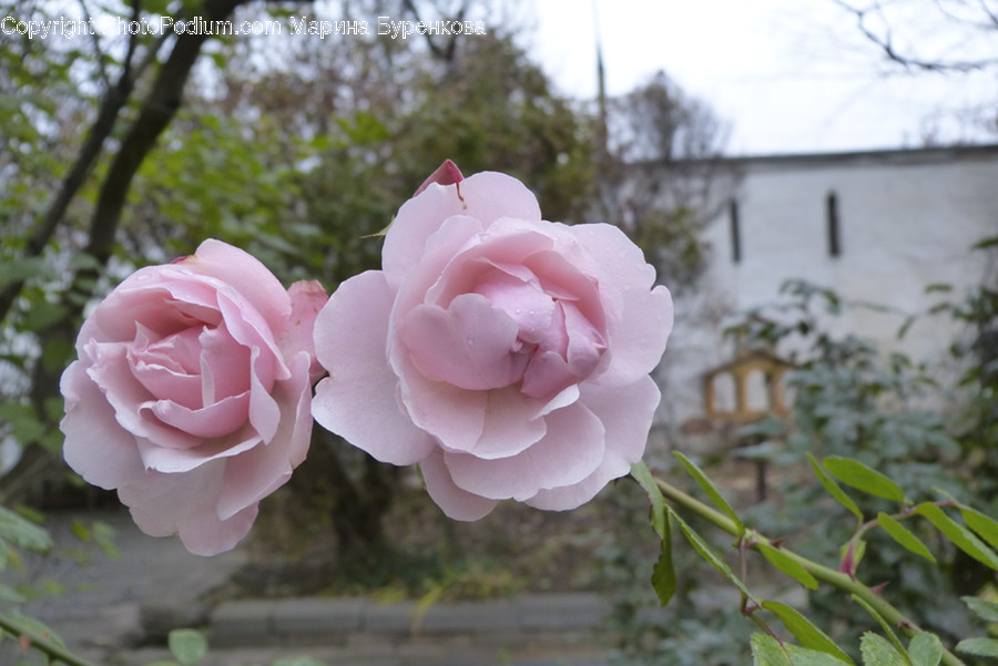 Blossom, Flora, Flower, Plant, Rose