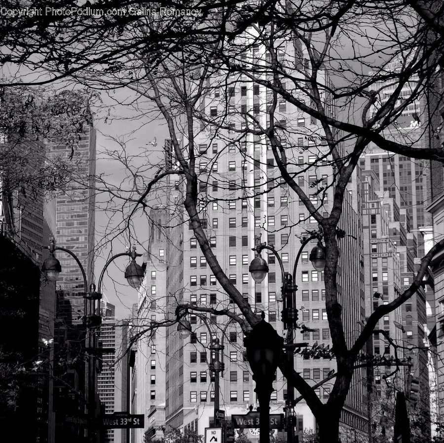 Plant, Tree, City, Downtown, Urban