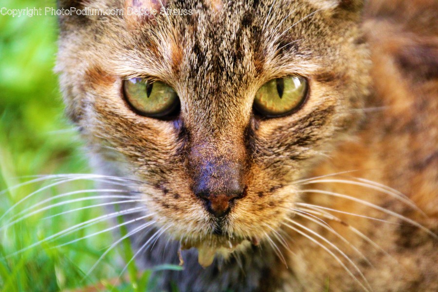 Animal, Cat, Mammal, Pet, Abyssinian